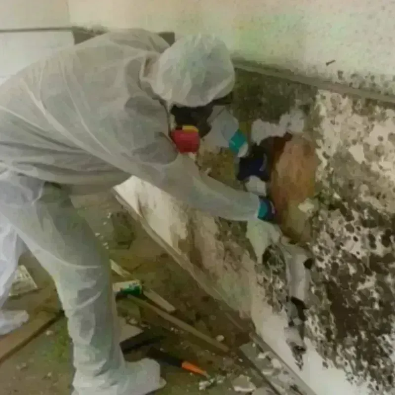 Mold Remediation and Removal in Eastland County, TX